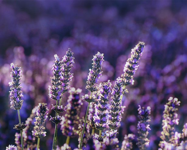 Social Impact & Sustainability Report 2024 cover