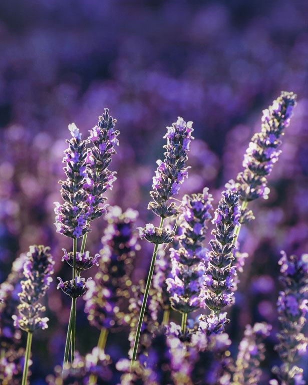 Social Impact & Sustainability Report 2024 cover