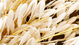 Avena Sativa (Oat) Bran Extract