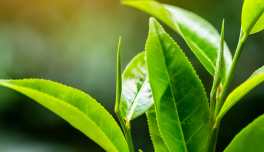 Camellia Sinensis (Green Tea) Leaf Extract