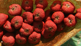 Bixa Orellana (Annatto) Seed Extract
