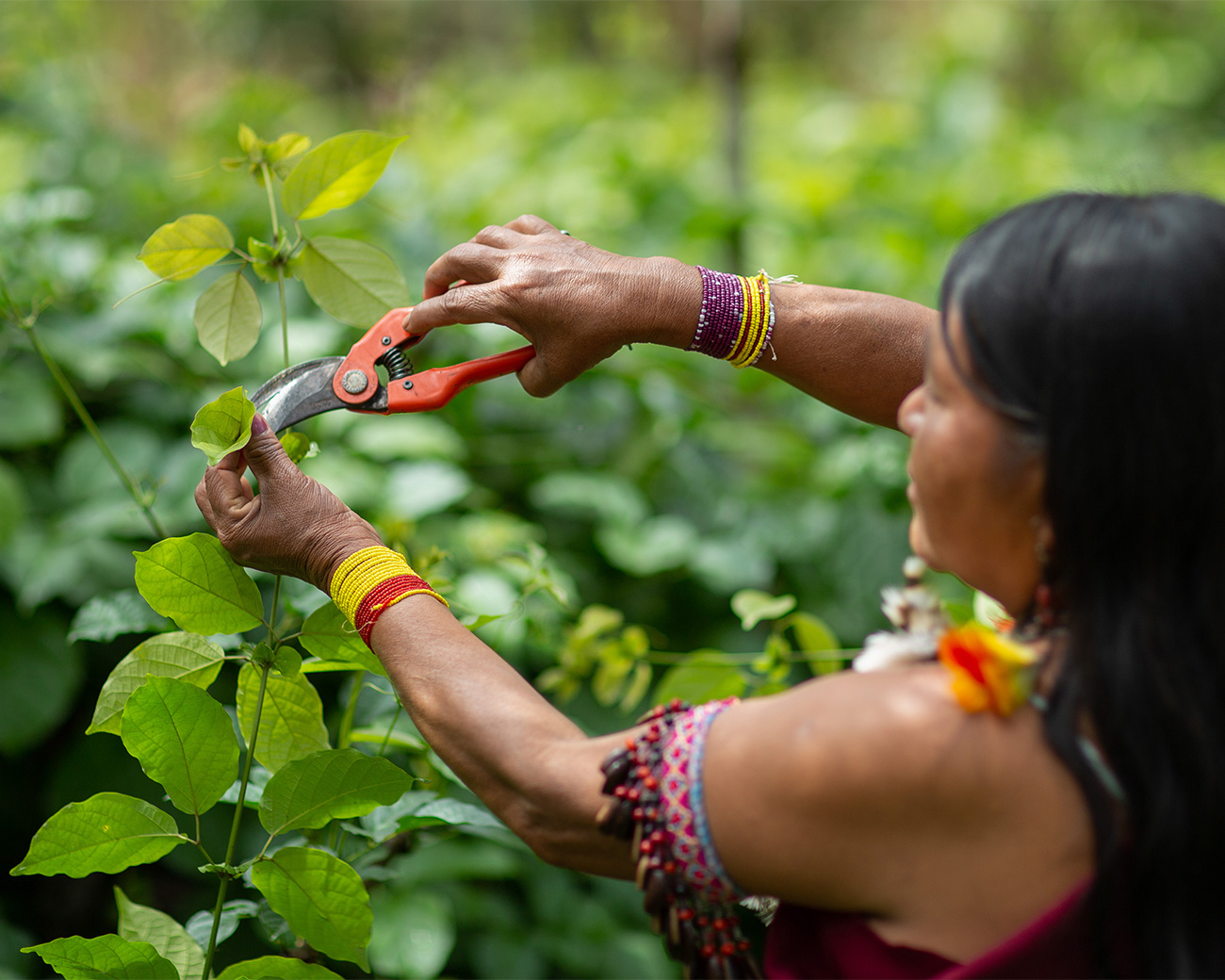 Woman cutting leaf off of plant