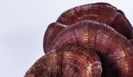 Ganoderma Lucidum (Reishi Mushroom) Extract