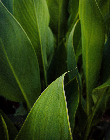 ingredient-philosophy-chosen-care