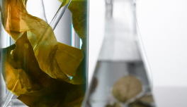 Laminaria Digitata Extract