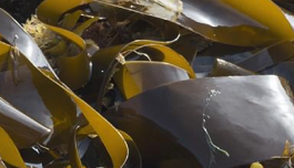 Laminaria Saccharina (Brown Algae) Extract