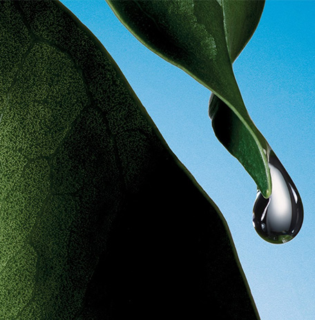 Water droplet dropping from leave