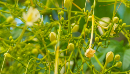 Moringa Oleifera Seed Oil