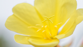 Oenothera Biennis (Evening Primrose) Oil