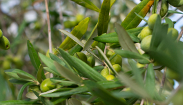 Olea Europaea (Olive) Fruit Oil