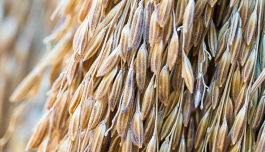 Orzya Sativa (Rice) Lees Extract