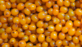 Sea Buckthorn