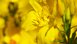 Sigesbeckia Orientalis (St. Paul’s Wort) Extract